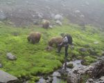 Feeding on Mountain Sorrell