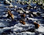 Salmon return to Kambalnoe river