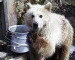 Biscuit at the water bowl