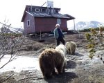 Charlie and our cubs by our cabin