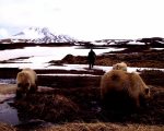 Charlie walking with the cubs