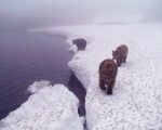 Our cubs in the fog