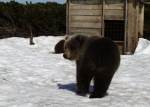 The orphan that joined the three cubs