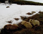 All four bears at the camp