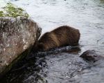 Chico searching for fish