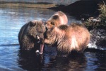 The cubs first fishing lesson