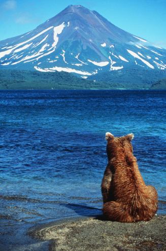 Sitting Bear, Kurilskoye Lake, 1994